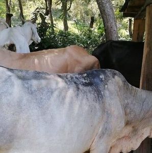 Meet your Posher, Abner